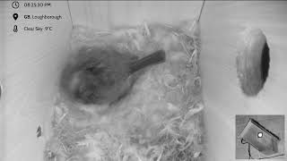 Blue Tit Nest box Loughborough - livestream - The return of the original box from 2021!
Welcome to this livestream from a back garden located in Loughborough, UK. A female Blue Tit has almost finished building her nest and hopefully we are a few days away from the first eggs being laid. Its likely that she will lay somewhere between 5 and 12 eggs. The eggs will be laid first thing in the morning before she leaves the nest each day. The male takes no part in building the nest but has been seen looking for the female and as the process moves along he will feed her while she is incubating the eggs and he will also bring food for the chicks as they hatch.
There will be times of inactivity when the nest is empty in these early days but you should be able to rewind the live video to search for visits to the box.
If you do happen to spot a bit of action please note the time in the chat. This will allow others to zip to the spot and become acquainted with our little friend.
As you can hopefully see, building is well underway and our bird has started shopping in the soft furnishings department.
Please be kind to each other in the chat and try to stay on topic. Best to avoid politics and war at the moment!
There may be the occasional technical snafu as we go along. Please be patient if this happens, well try and figure out whats gone wrong and fix it as fast as possible. This is the first use for this type of camera and it does seem to occasionally drop audio and no-one is exactly sure why!
Theres a friendly little helper called Nightbot who can answer frequently asked questions in the chat. Simply type in one of the phrases below to have your question answered.
!camera !gender !location !nestbox !species !weather
Be warned - Nightbot does have a dark side and can also place you in timeout from the chat if you use lots of capital letters (please dont shout), if you keep repeating yourself or if youre a potty mouth.
Please subscribe to the channel and hit the like button so you can find us more easily. Please feel free to share with others who might be interested in whats going on in the nest box.
FAQs-
Why is the box on the side of a house and not in a tree?
Unfortunately the tree used in 2021 came down in a storm last year. Yes, there are other trees in the garden but theres another issue. One of the neighbours has an extraordinarily determined cat. Previous viewers may have seen the video where a white paw appears via the entrance hole while the cat sits on the roof of the box. No amount of spikes on the roof, aluminium wrapped around the tree trunk or chicken wire barricade could defeat this particular cat so it was thought better to mount it to the wall of the house. So far so good...
Camera - discontinued Analogue HD by Gardenature.co.uk. Nestbox cameras can also be found at Greenfeathers.co.uk
Nest box - https://www.green-feathers.co.uk/collections/bird-boxes/products/handmade-wooden-side-view-bird-box
Streaming software - OBS
FREE to download at https://obsproject.com/download
Editing software - Davinci Resolve 18
FREE to download at https://www.blackmagicdesign.com/products/davinciresolve/
Streaming hardware - 2 x Apple iMac 21.5 2017 3.4GHz
- Blackmagic Atem mini Blue Tit Nest box Loughborough - livestream - The return of the original box from 2021!