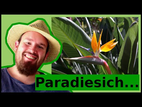 Video: Paradiesvogel-Dünger: Wann und was Paradiesvogel-Pflanzen füttern