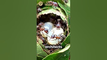 Inside a Weaver Ant Nest – Built with Living Leaves 🐜🍃”