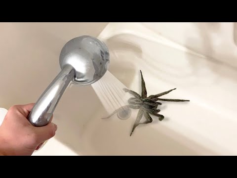 Aqui está Porque Você Nunca deve Lavar Aranhas na Pia