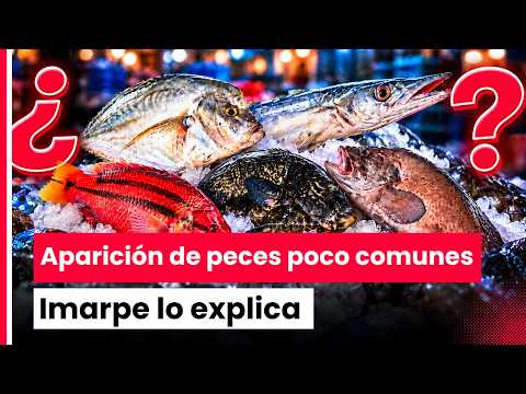 🐟🌊 Why are unusual fish appearing in markets and what does El Niño have to do with it?