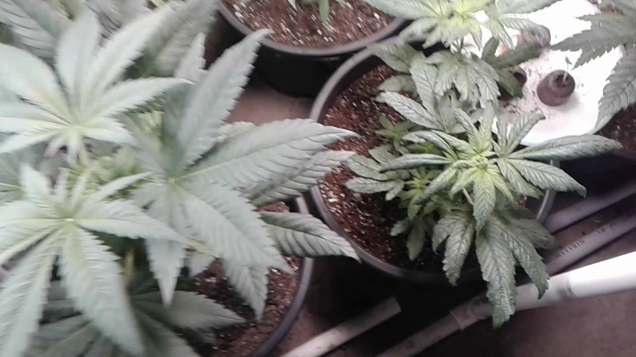 2017 med grow feminized seeds from truenorth seed bank update