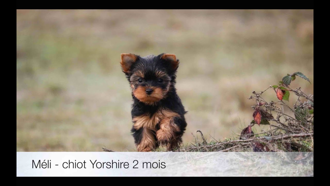 Meli Chiot Yorkshire 2 Mois Youtube Meli Chiot Yorkshire 2 Mois Youtube