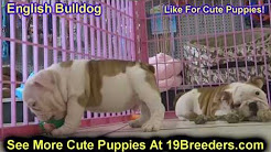 English Bulldog, Puppies, Dogs, For Sale, In Virginia Beach, Virginia, VA, 19Breeders, Chesapeake, AKC English Bulldogs for Sale (Washington DC - Northern VA), English Bulldog Puppies For Sale in Virginia!! See our dogs at southernbulldogsva.com