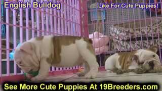 English Bulldog, Puppies, Dogs, For Sale, In Virginia Beach, Virginia, Va, 19Breeders, Chesapeake
