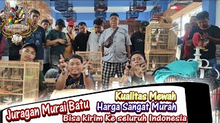 KERAJAK'AN MURAI BATU INDONESIA !!! MURAI GACORAN MATERI MEWAH GARANSI BUNYI