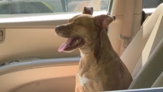 Dogs Left in Hot Cars