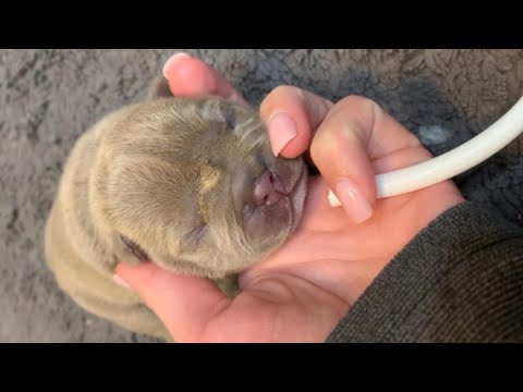 Video: Puppy Cries & Cries beim Töpfchen lernen in einer Kiste