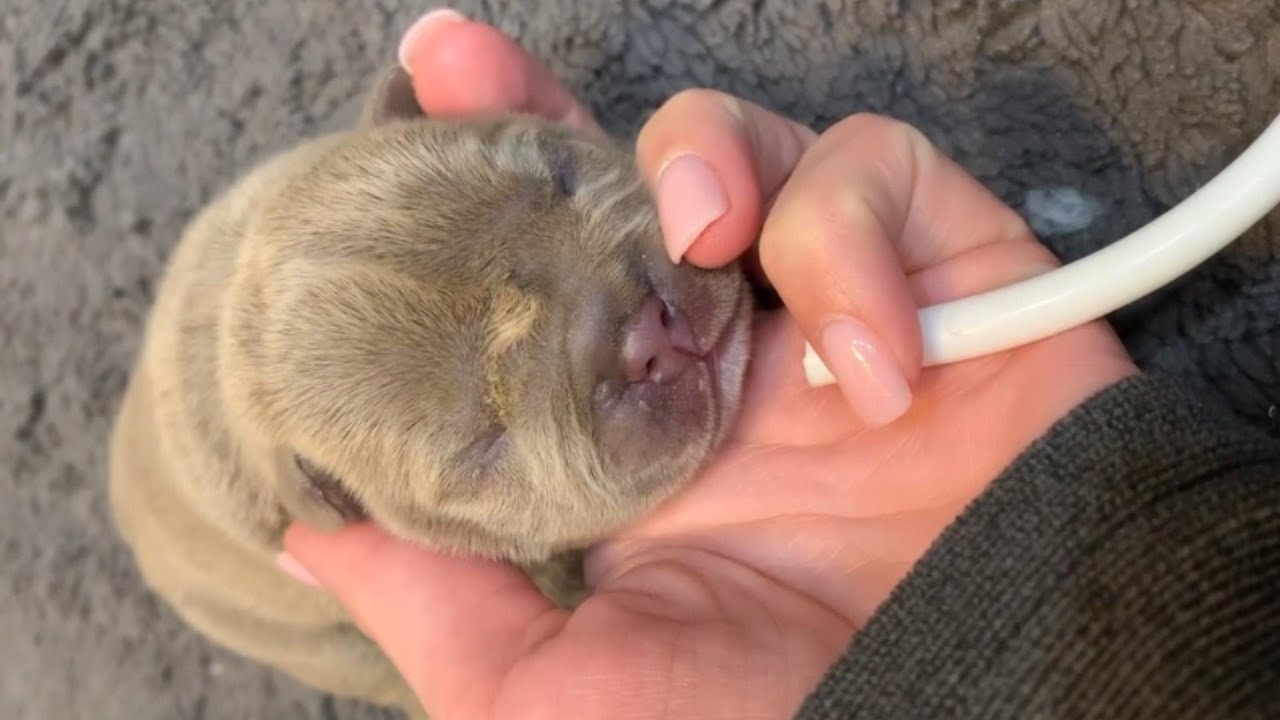 Can You Hear Puppies Heartbeat Womb