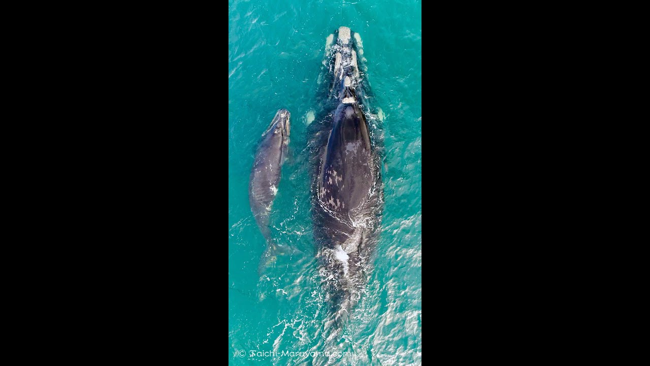 ミナミセミクジラ 南背美鯨 Southern Right Whale Mother Calf Shorts Youtube