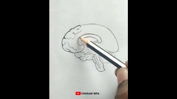 How to Draw Human Brain Easily - Step by Step