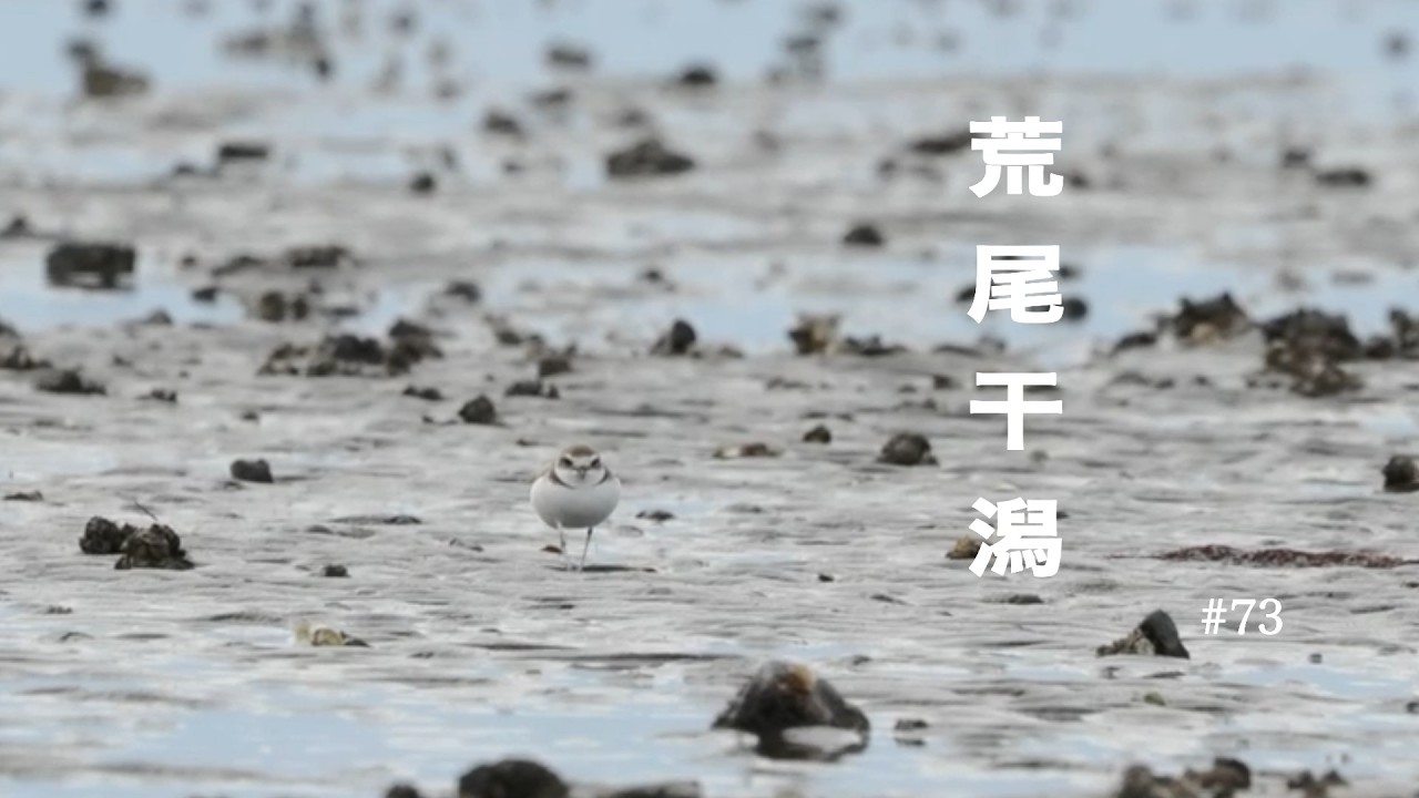 荒尾干潟/野鳥観察/2026年1月 - YouTube