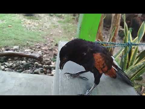 Repeat Burung But But Jinak By Ramadhan Dwi You2repeat