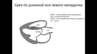 Ультразвуковая анатомия сердца