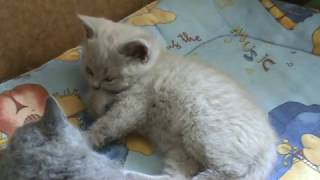 Утро. Подъем. Британские котята. Silvery Snow Утро. Подъем. Британские котята. Silvery Snow