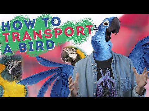 How to Transport a Bird in a Car