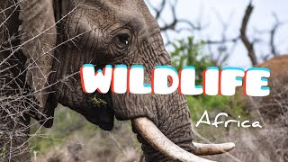 4K African Animals: Masai Mara National Park - Relaxing Music With Video About African Wildlife