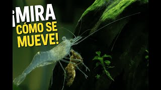 Bitácora Visual El Camarón Fantasma En Su Rutina Diaria Timelapse