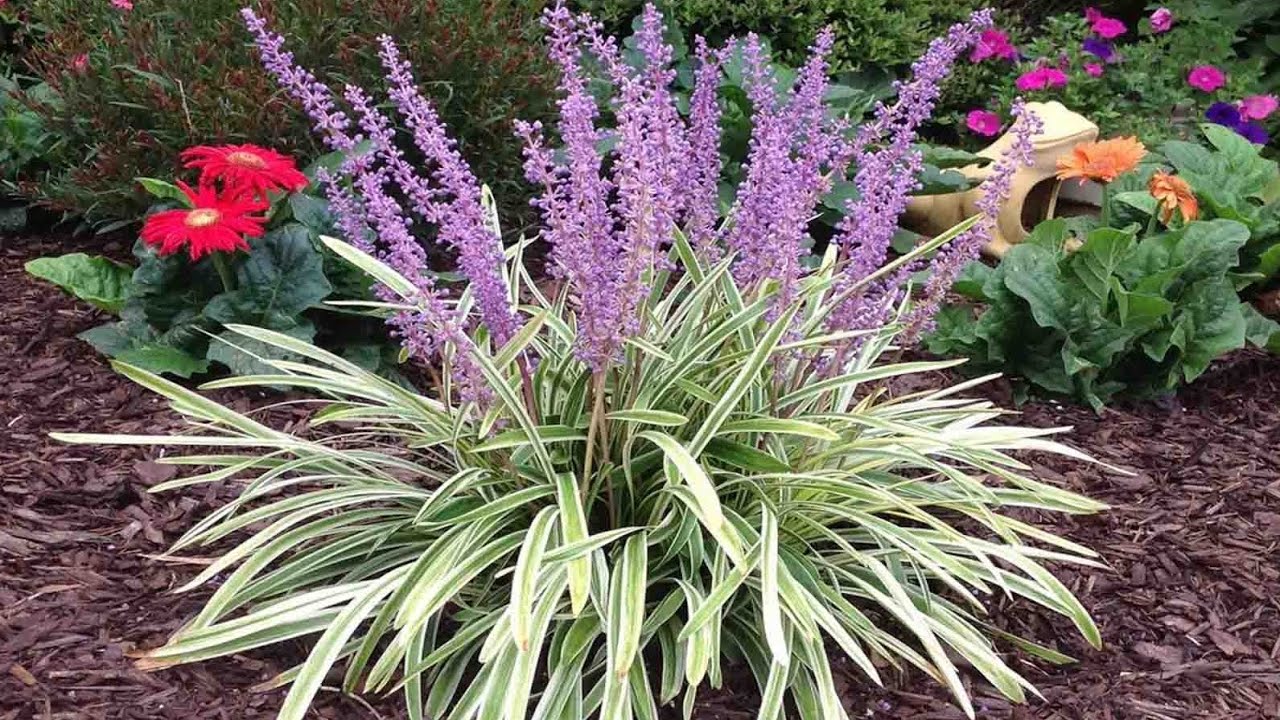 ПЕСТРОЛИСТНЫЕ МНОГОЛЕТНИКИ для уюта, красоты и WOW-эффекта