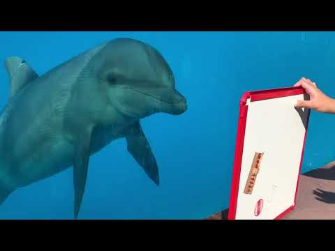 Dolphin Curious About Mirror and Wriggling Its Flippers While Watching Its Reflection
