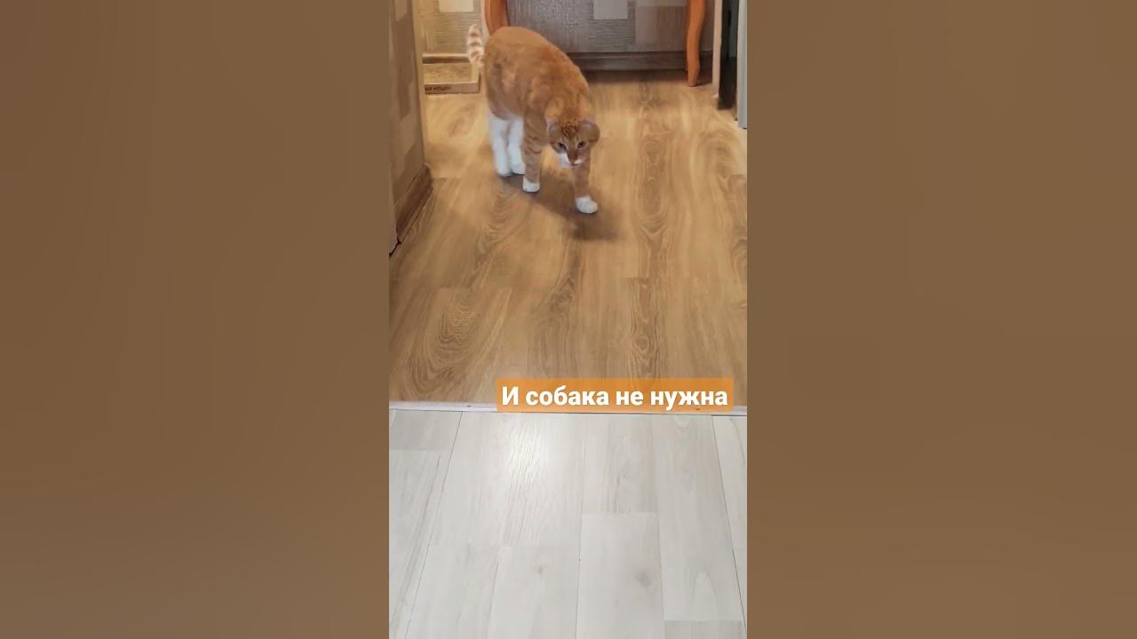 Кот вырос с собаками. Зачем собаке место. Страхование собак. Почему собаку называют лучшим другом человека. Места где гладить собаку.