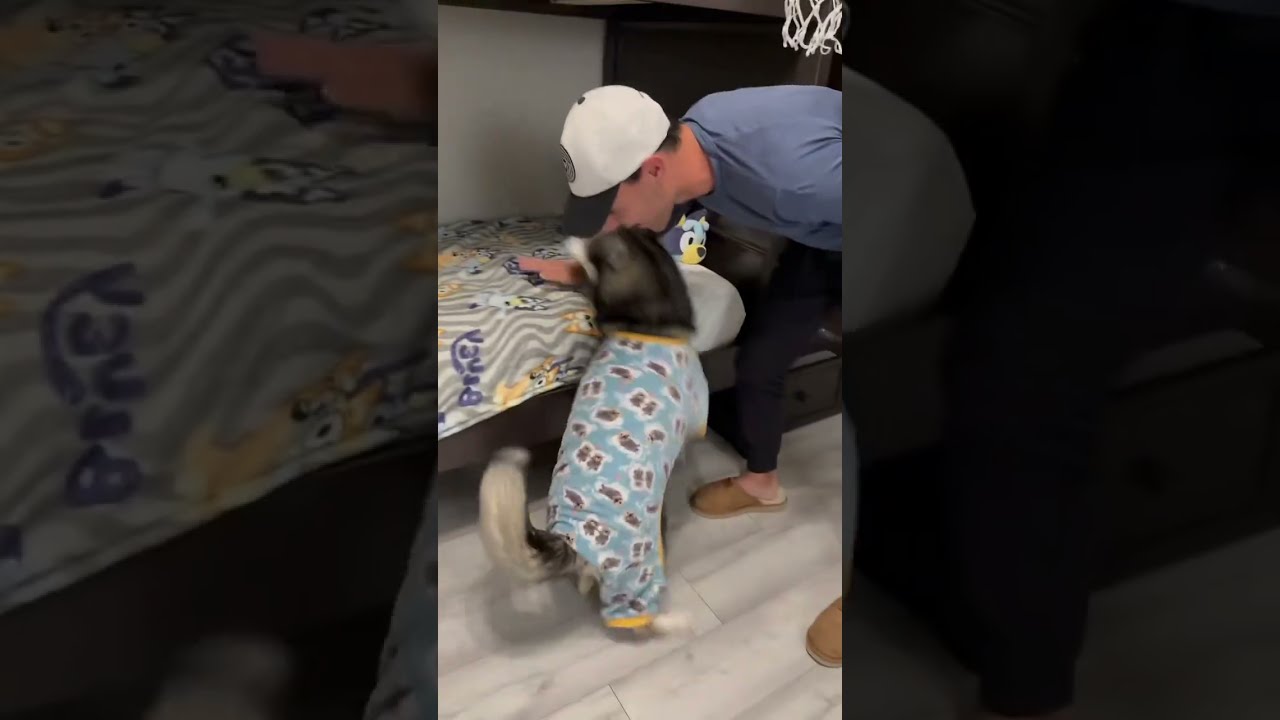 My Dog Stole His Brothers Bed Dogsofyoutube Dogs Husky Huskies Bedtime