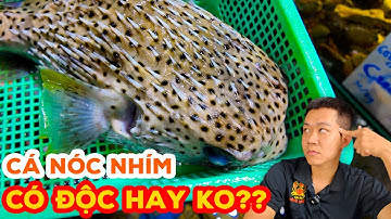 Cá Nóc Nhím Liệu Có Độc Như Lời Đồn, Món Ăn Ngon Tuyệt Đỉnh Từ Cá Nóc | Vựa Cua Đăng Quân