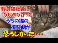 #39【猫のほのぼの話】野良猫の社会になじめなかったうちの猫の復讐がなんと・・・