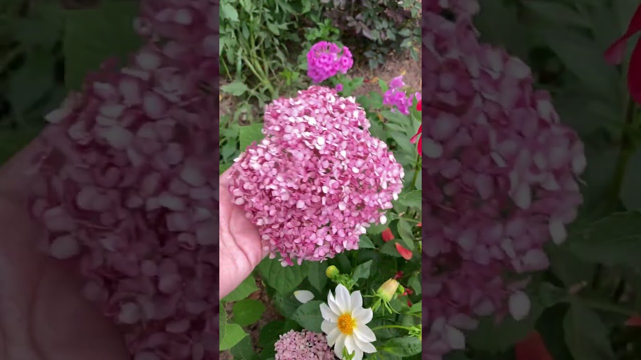 Древовидная гортензия Меджикал Пинкербелл (Magical Pinkerbell ), первое цветение.