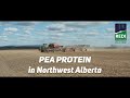 Pea Protein production in Northwest Alberta