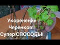 Крепкий Корень - сильные саженцы!