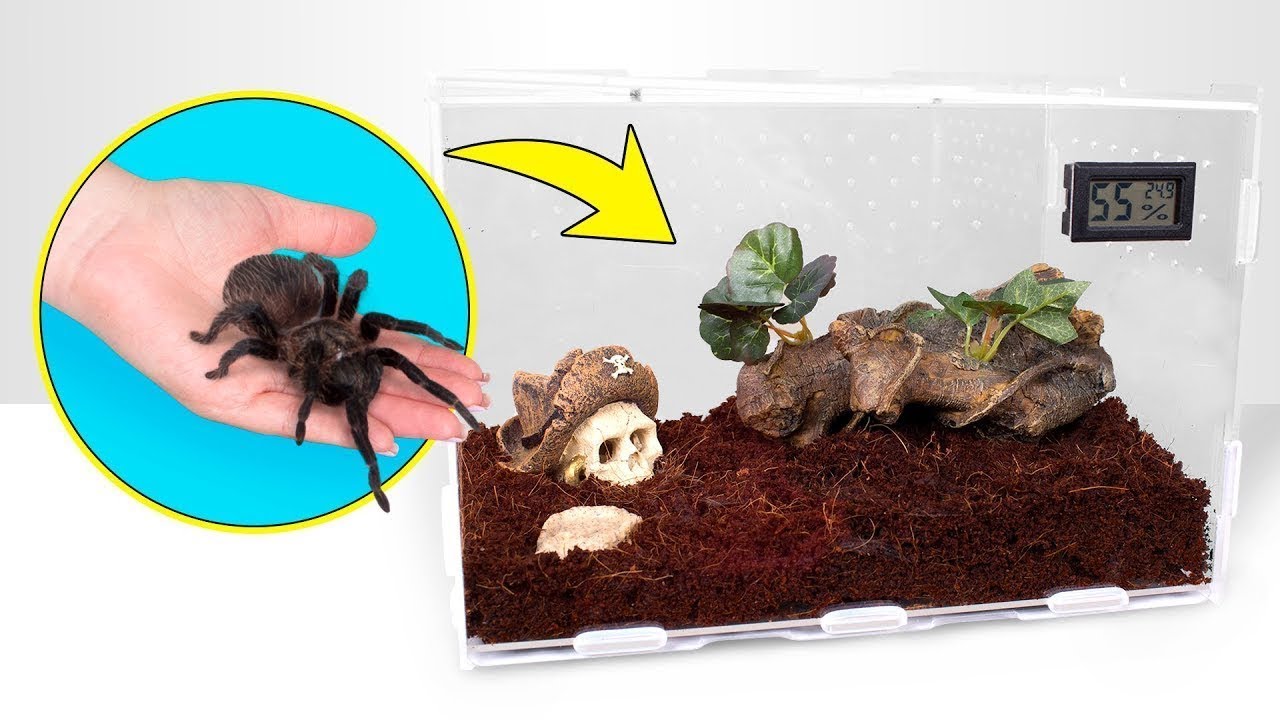 Das ist die giftigste Spinne der Welt! | Mai mit Biss