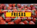 Como conservar las fresas y fresones mas tiempo en casa