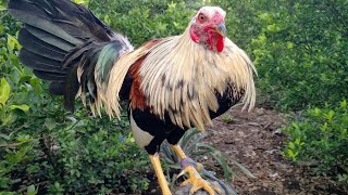 : My Farm update 