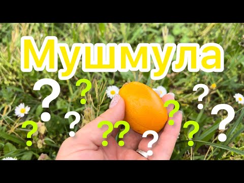 Video: Mušmula kavkaska - neobično voće