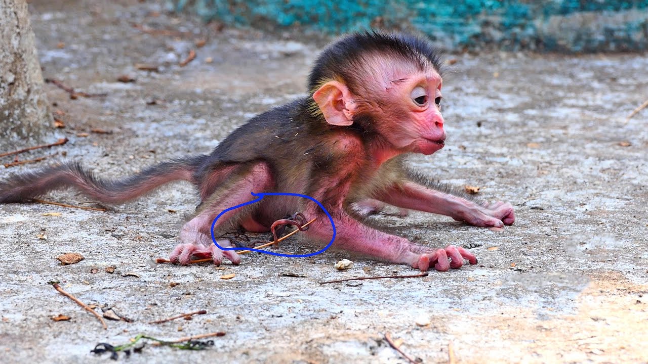 Action amazing video! Showing life of pooor newborn baby monkey after mother abandoned