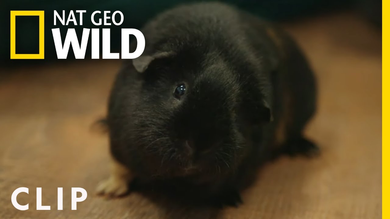 Miss Milo the Guinea Pig | Critter Fixers: Country Vets