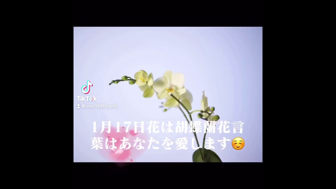 1月17日の花は胡蝶蘭の花言葉は 清純 幸福が飛んでくるピンクの胡蝶蘭の花言葉あなたを愛します 相性判断 Youtube 1月17日の花は胡蝶蘭の花言葉は 清純 幸福が飛んでくるピンクの胡蝶蘭の花言葉あなたを愛します 相性判断 Youtube