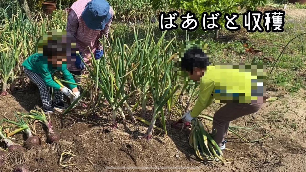 ばあばを呼んで収穫