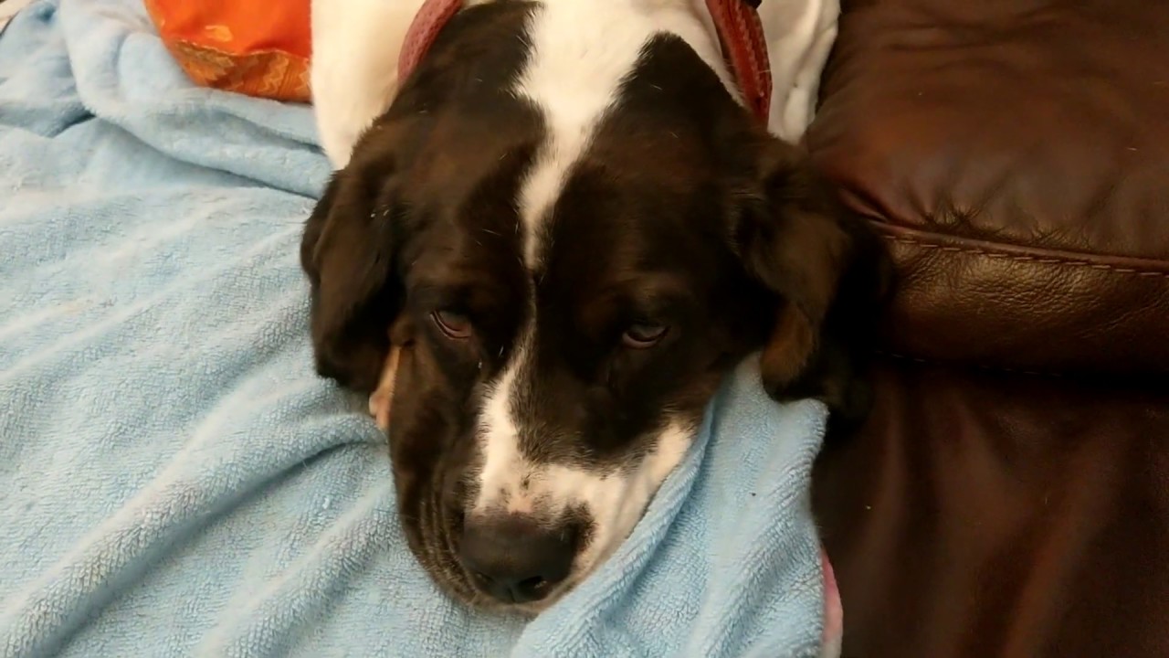 Mushy Dog! (3) YouTube