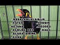 Burung beo omong jelas | burung beo pintar&pandai bicara