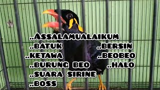 Burung beo omong jelas | burung beo pintar&pandai bicara screenshot 1