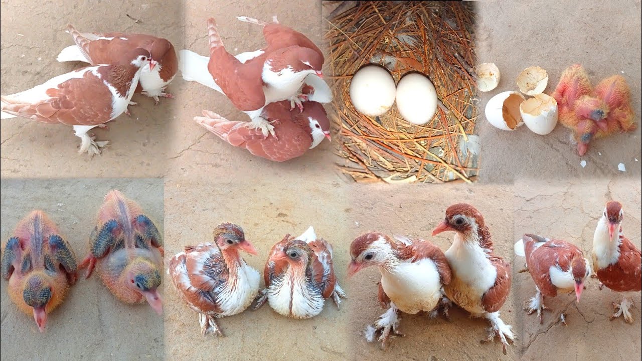 Red Shirazi Pigeon Chicks Growth Day By Day | Fancy Pigeon Chicks Growing