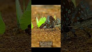 Why Carrots Fork in Rocky Soil