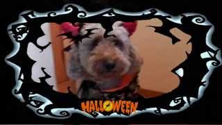 モコ君のハロウィン2015