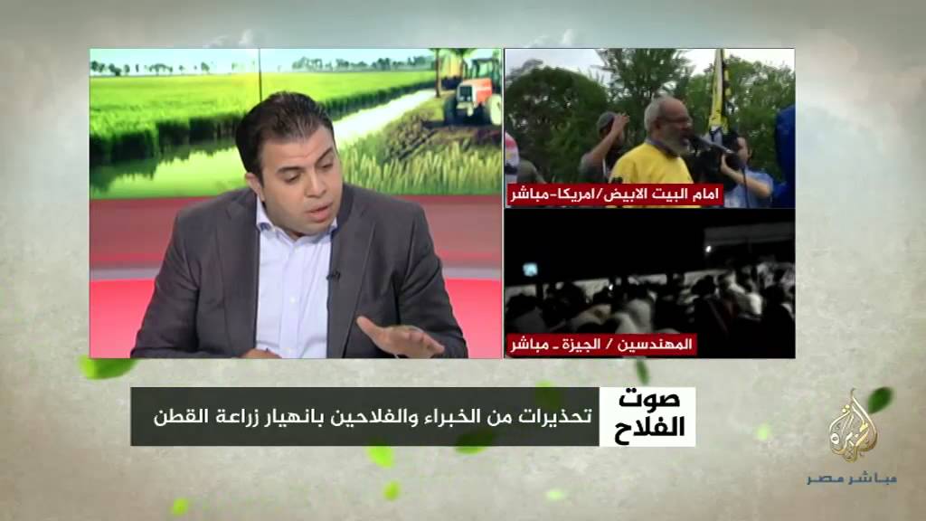 صوت الفلاح .. القطن المصري بين البقاء والانقراض