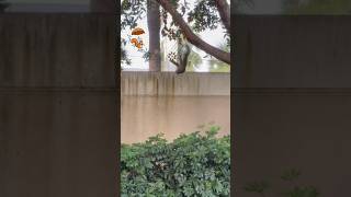 Nut Impossible #missionimpossible #naplesflorida #bayshore #birds