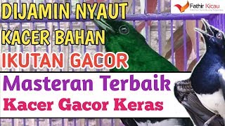 HANYA HITUNGAN DETIK KACER ANDA PASTI IKUT NGOBRA GACOR NGAMUK EMOSI KELUARKAN ISIAN