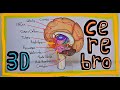 Cerebro 3D (maqueta final)