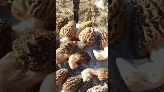 Ak Kuzu Göbeği̇ Mantari